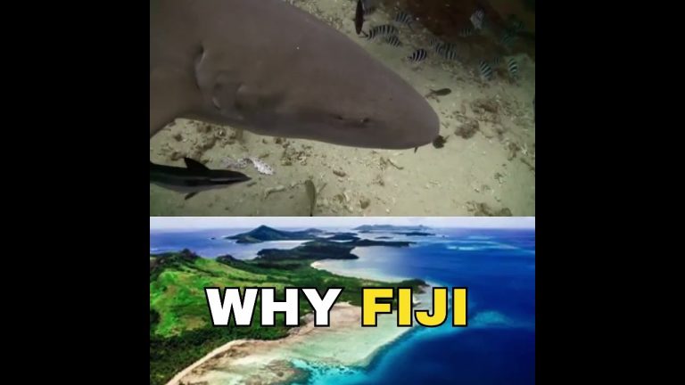 Why Fiji is the best travel destination in August #shorts #viral #travel #vlog #fiji #traveling #fyp